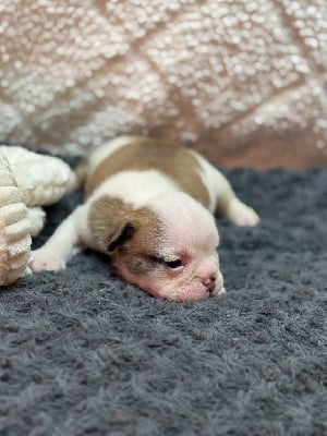 Les chiots de Bulldog Anglais