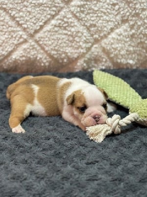 Les chiots de Bulldog Anglais