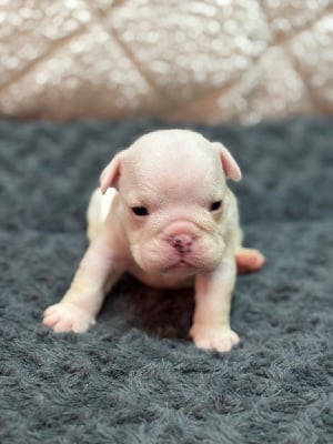 Les chiots de Bulldog Anglais
