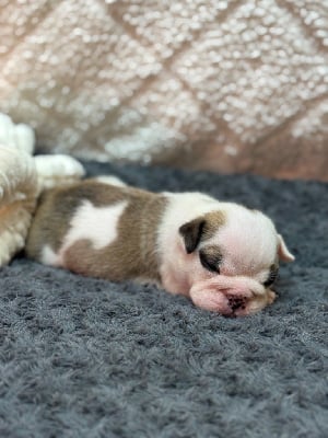 Les chiots de Bulldog Anglais