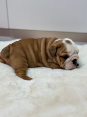 Les chiots de Bulldog Anglais