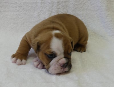 Les chiots de Bulldog Anglais