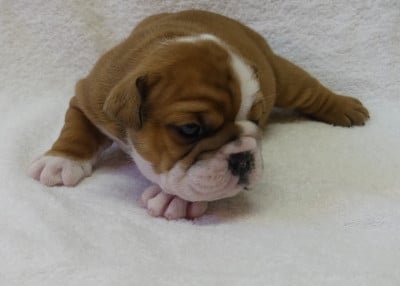 Les chiots de Bulldog Anglais