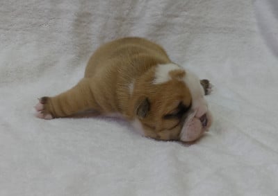 Les chiots de Bulldog Anglais