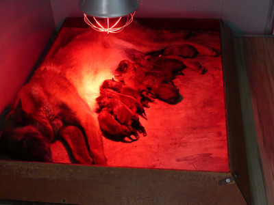 Les chiots de Berger Belge