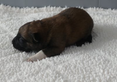 Les chiots de Berger Belge