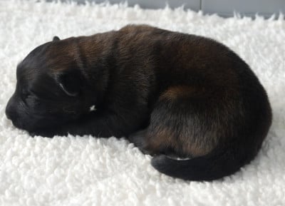 Les chiots de Berger Belge