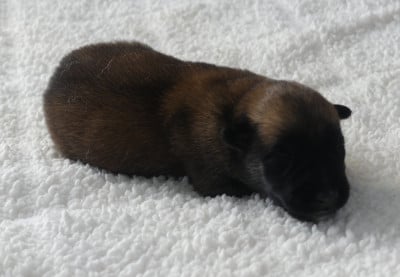 Les chiots de Berger Belge