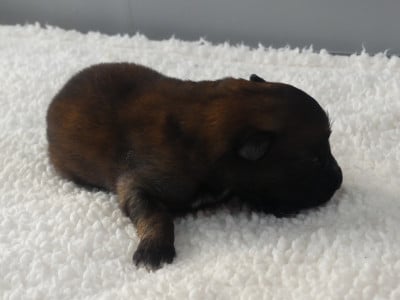 Les chiots de Berger Belge