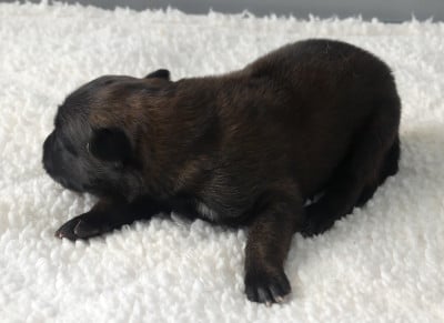 Les chiots de Berger Belge