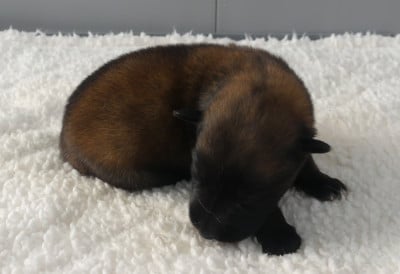 Les chiots de Berger Belge