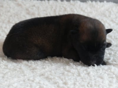 Les chiots de Berger Belge
