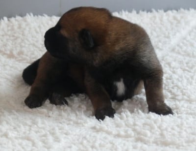 Les chiots de Berger Belge