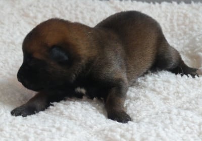 Les chiots de Berger Belge