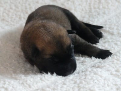 Les chiots de Berger Belge
