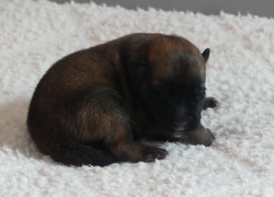 Les chiots de Berger Belge