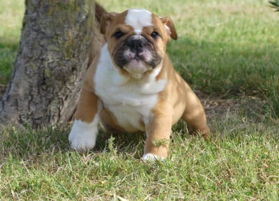 Les chiots de Bulldog Anglais