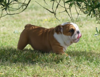 Les chiots de Bulldog Anglais