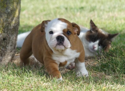 Les chiots de Bulldog Anglais