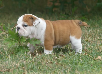 Les chiots de Bulldog Anglais