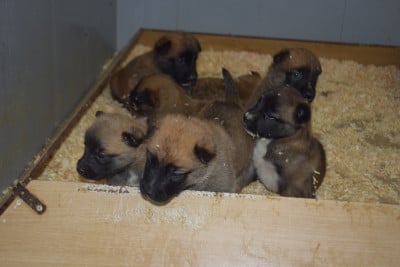 Chiot N°2 - Berger Belge