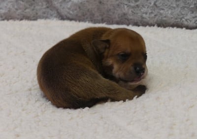 Staffordshire Bull Terrier