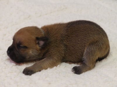 Chiot N°2 - Staffordshire Bull Terrier