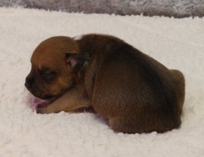 Chiot N°3 - Staffordshire Bull Terrier