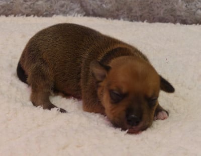 Chiot N°4 - Staffordshire Bull Terrier