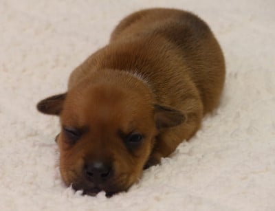 Chiot N°5 - Staffordshire Bull Terrier