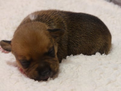 Chiot N°6 - Staffordshire Bull Terrier