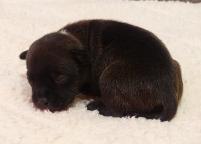 Chiot N°7 - Staffordshire Bull Terrier