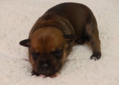 Chiot N°8 - Staffordshire Bull Terrier