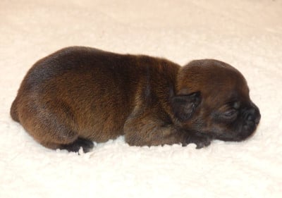 Chiot N°9 - Staffordshire Bull Terrier
