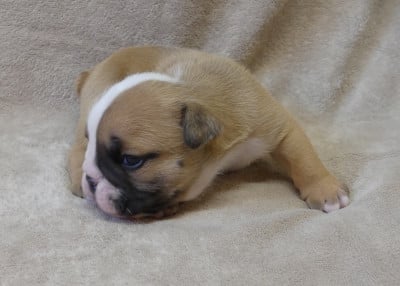 Les chiots de Bulldog Anglais