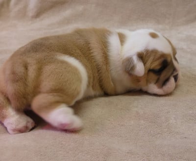Les chiots de Bulldog Anglais