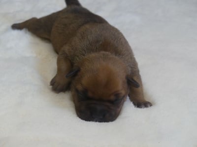 Les chiots de Staffordshire Bull Terrier