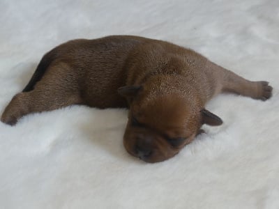 Les chiots de Staffordshire Bull Terrier