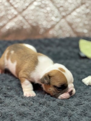 Les chiots de Bulldog Anglais