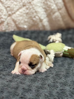 Les chiots de Bulldog Anglais