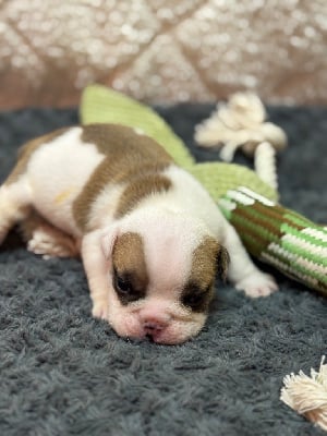 Les chiots de Bulldog Anglais