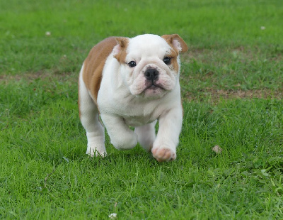 Les chiots de Bulldog Anglais