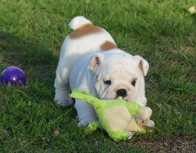 Les chiots de Bulldog Anglais