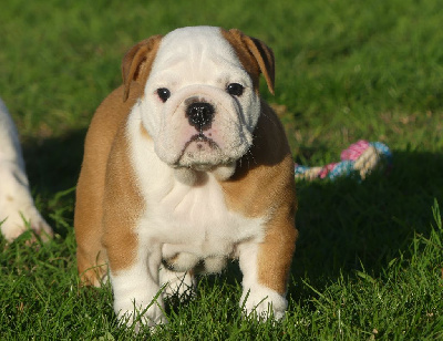 Les chiots de Bulldog Anglais