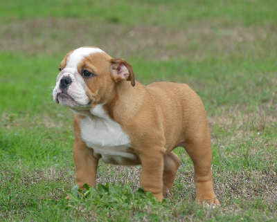 Les chiots de Bulldog Anglais
