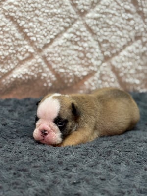 Les chiots de Bulldog Anglais