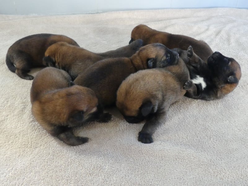 Berger Belge - Land van mechelaar