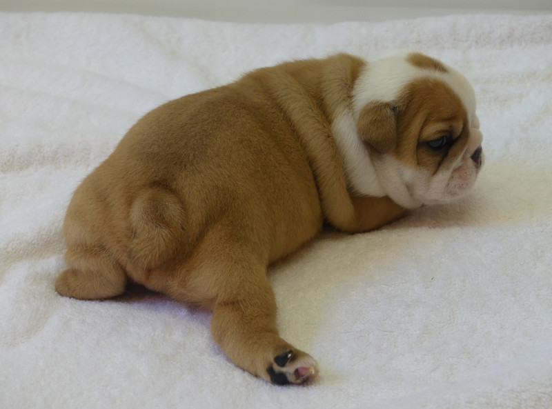 Bulldog Anglais - Land van mechelaar
