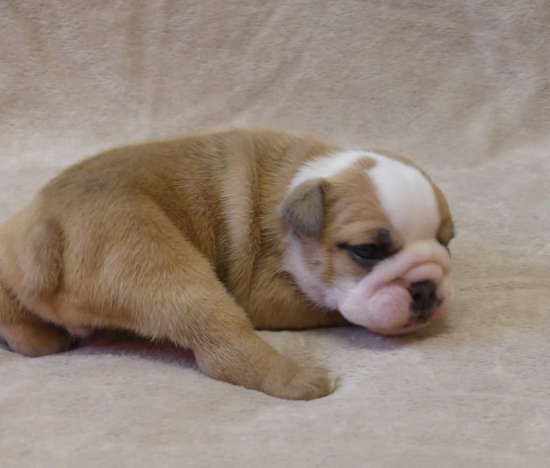 Bulldog Anglais - Land van mechelaar
