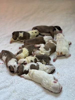 Bulldog Anglais - Land van mechelaar